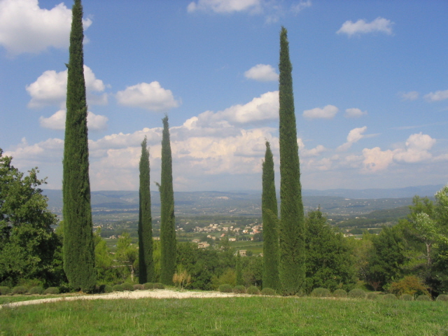 Le cyprès