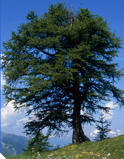 Le mélèze Le mélèze