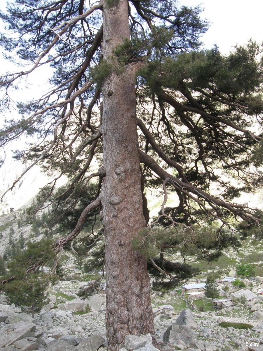 Le pin laricio Le pin laricio