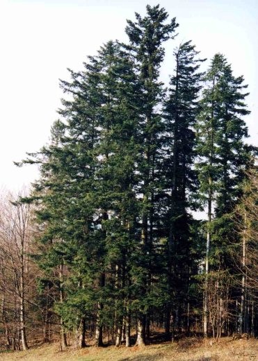 Le sapin pectiné Le sapin pectiné