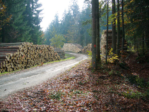 Bois : l'Ademe présente son scénario pour accroître l'utilisation de la ressource française Bois : l'Ademe présente son scénario pour accroître l'utilisation de la ressource française